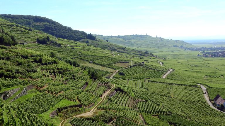 Vignoble d'Alsace