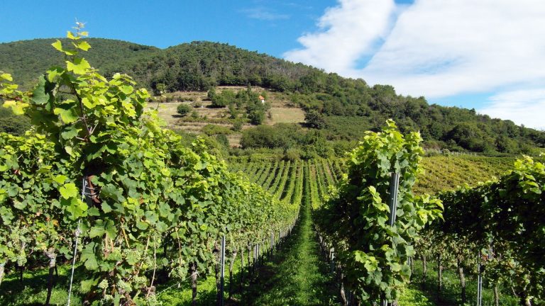 Vignoble du Beaujolais et Lyonnais