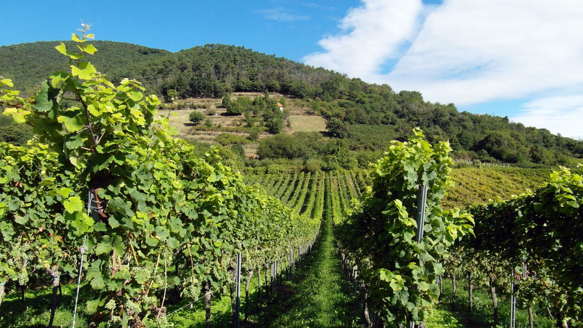 Vignoble du Beaujolais et Lyonnais