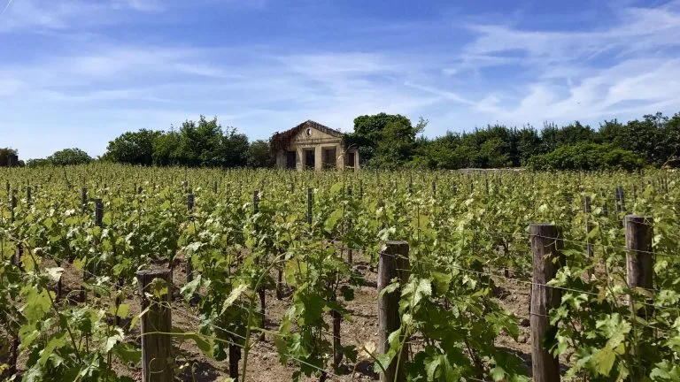 Vignoble du Bordelais