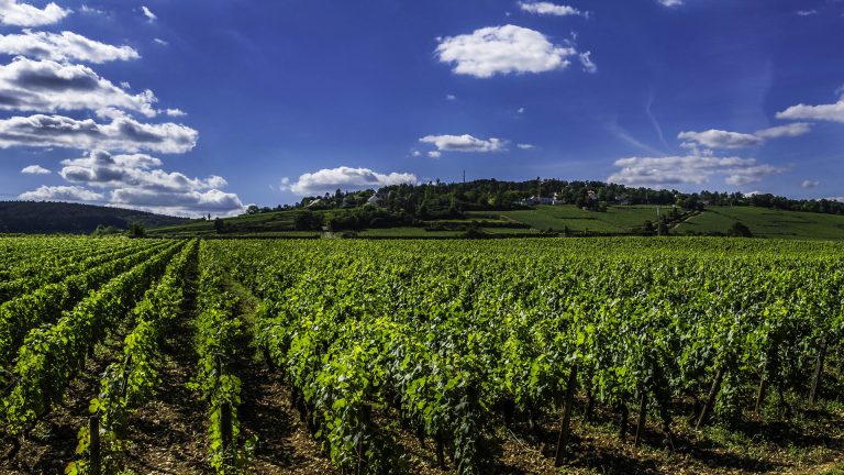 Vignoble de Bourgogne