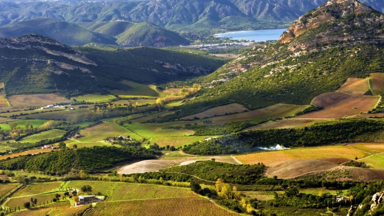 Vignoble de Corse