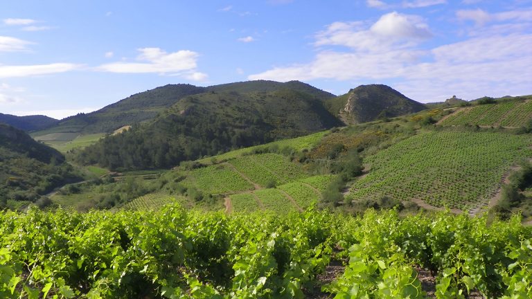 Vignoble du Languedoc