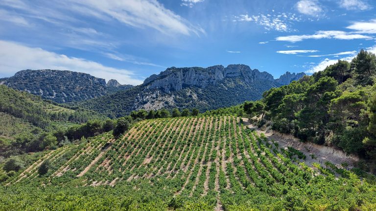 Vignoble de Provence