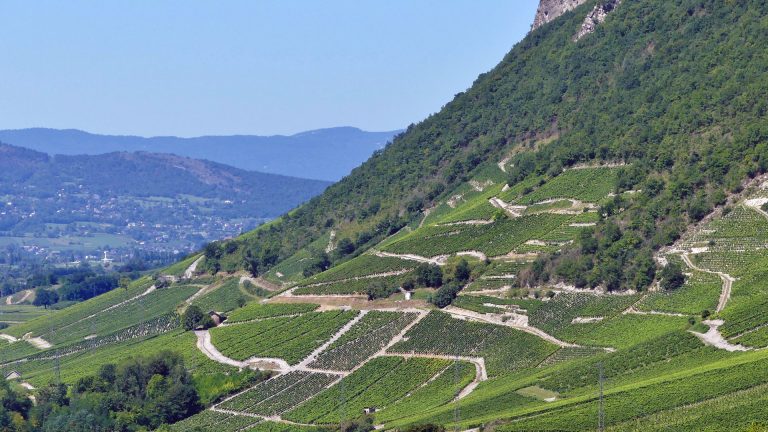 Vignoble de Savoie et Bugey