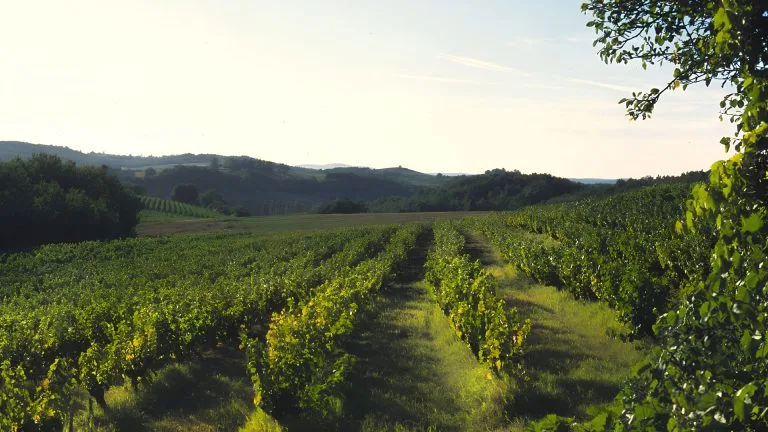 Vignoble de Sud-Ouest