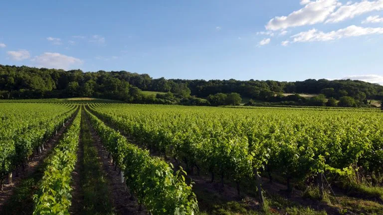Vignoble de la Vallée de la Loire